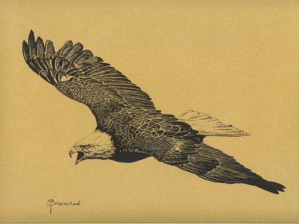 Gary_Freeman_Illustration_Eagle