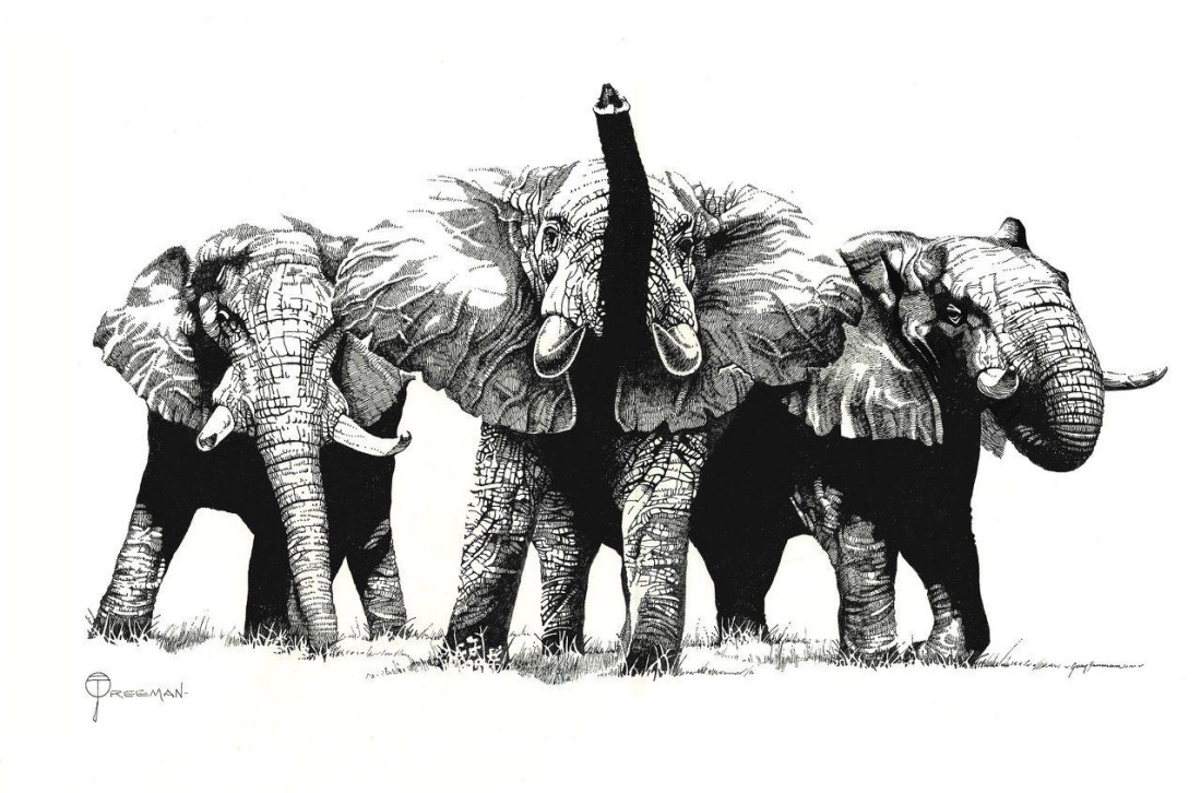 Gary_Freeman_Illustration_elephants2